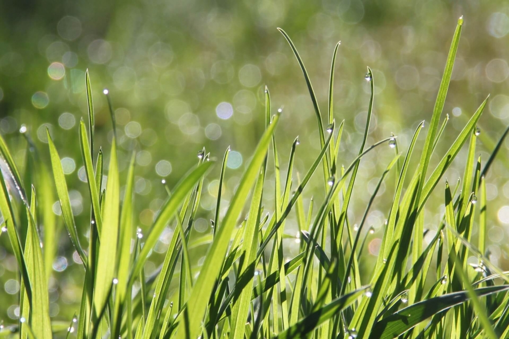Tips to Combat Grass Pollen Season Family Allergy & Asthma